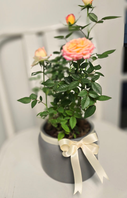 Planter Miniature Rose