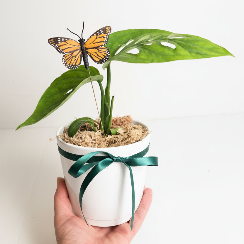Monstera Potted Plant Gift Delivery Chilliwack