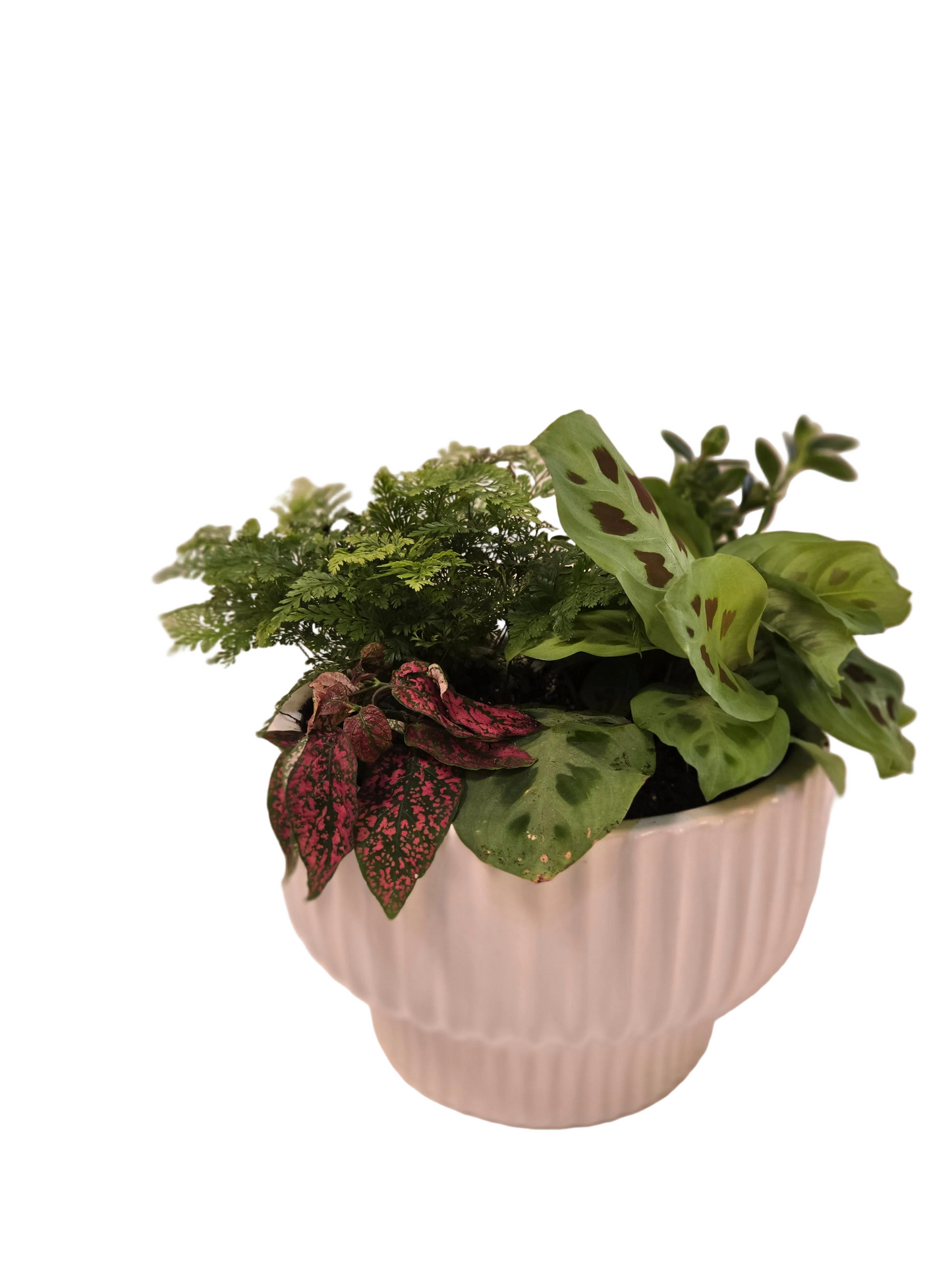 Potted plant with green and red leaves on a white background vedder flower shop