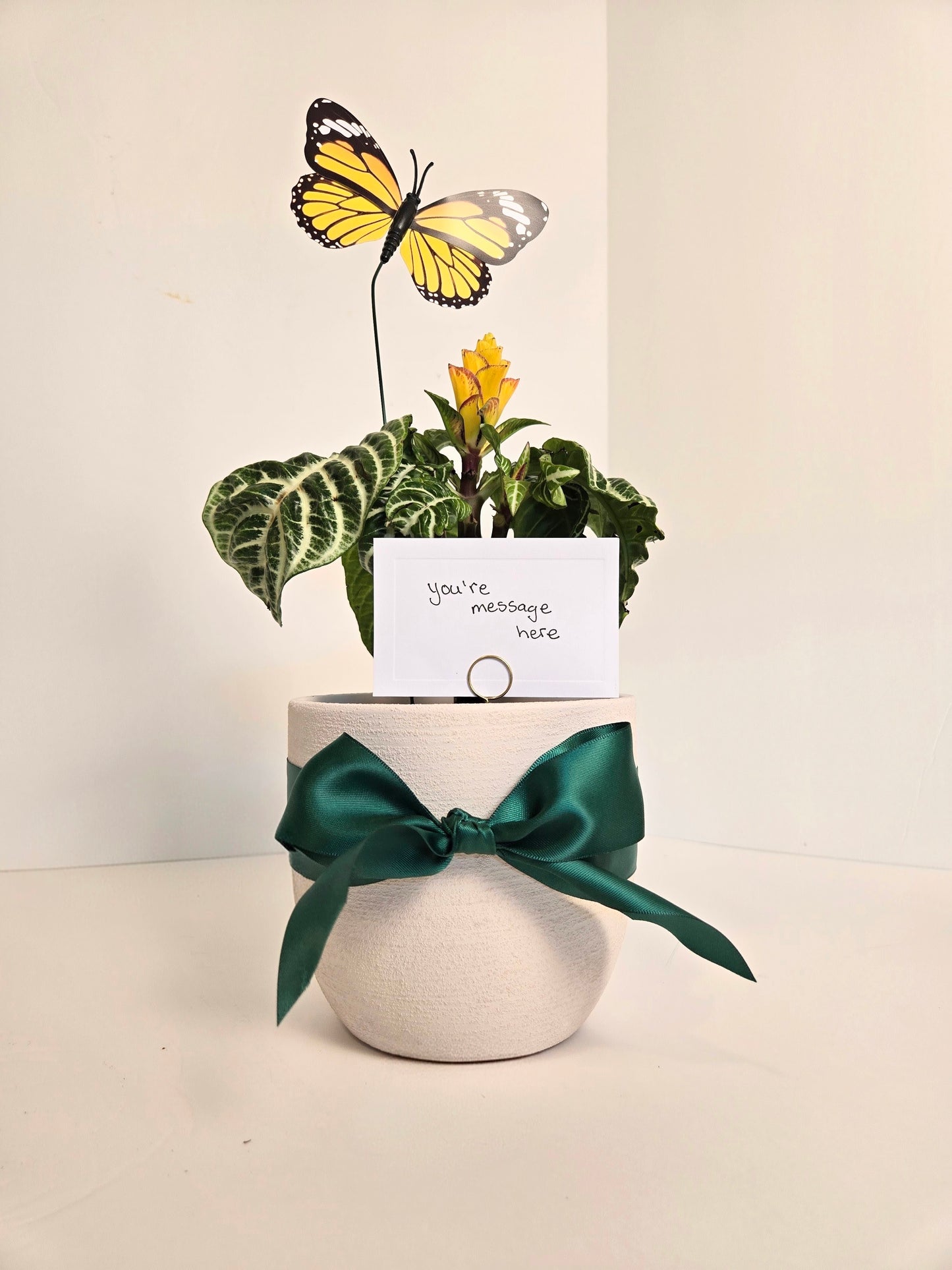 Zebra Plant in White Ceramic Planter. Gift Delivery Chilliwack