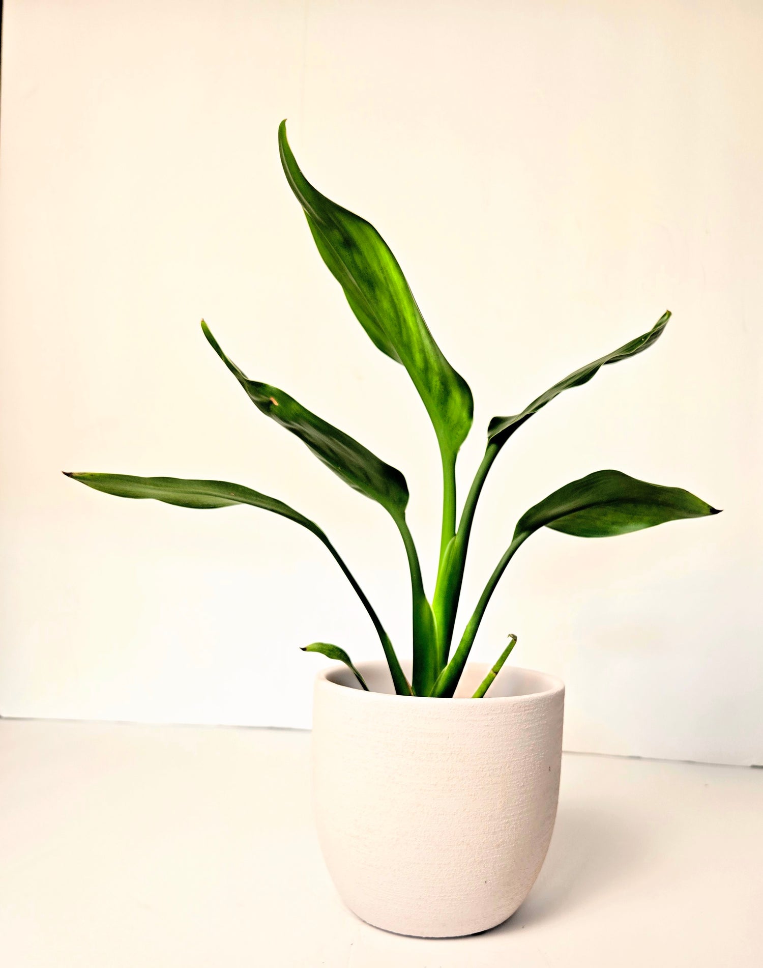 Plants