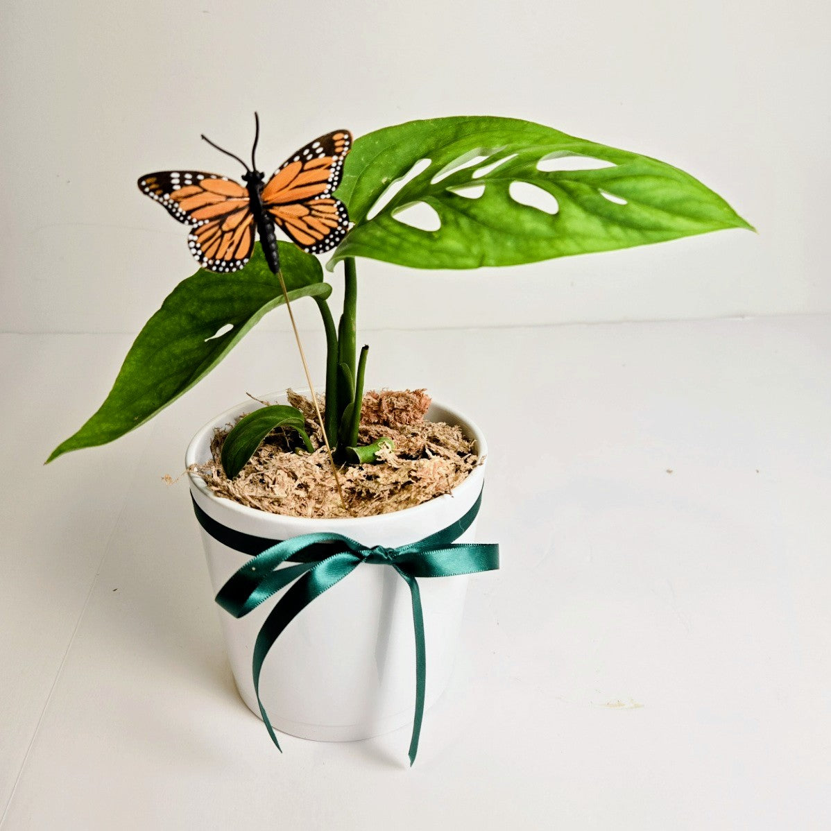 Monstera Potted Plant Gift Delivery Chilliwack