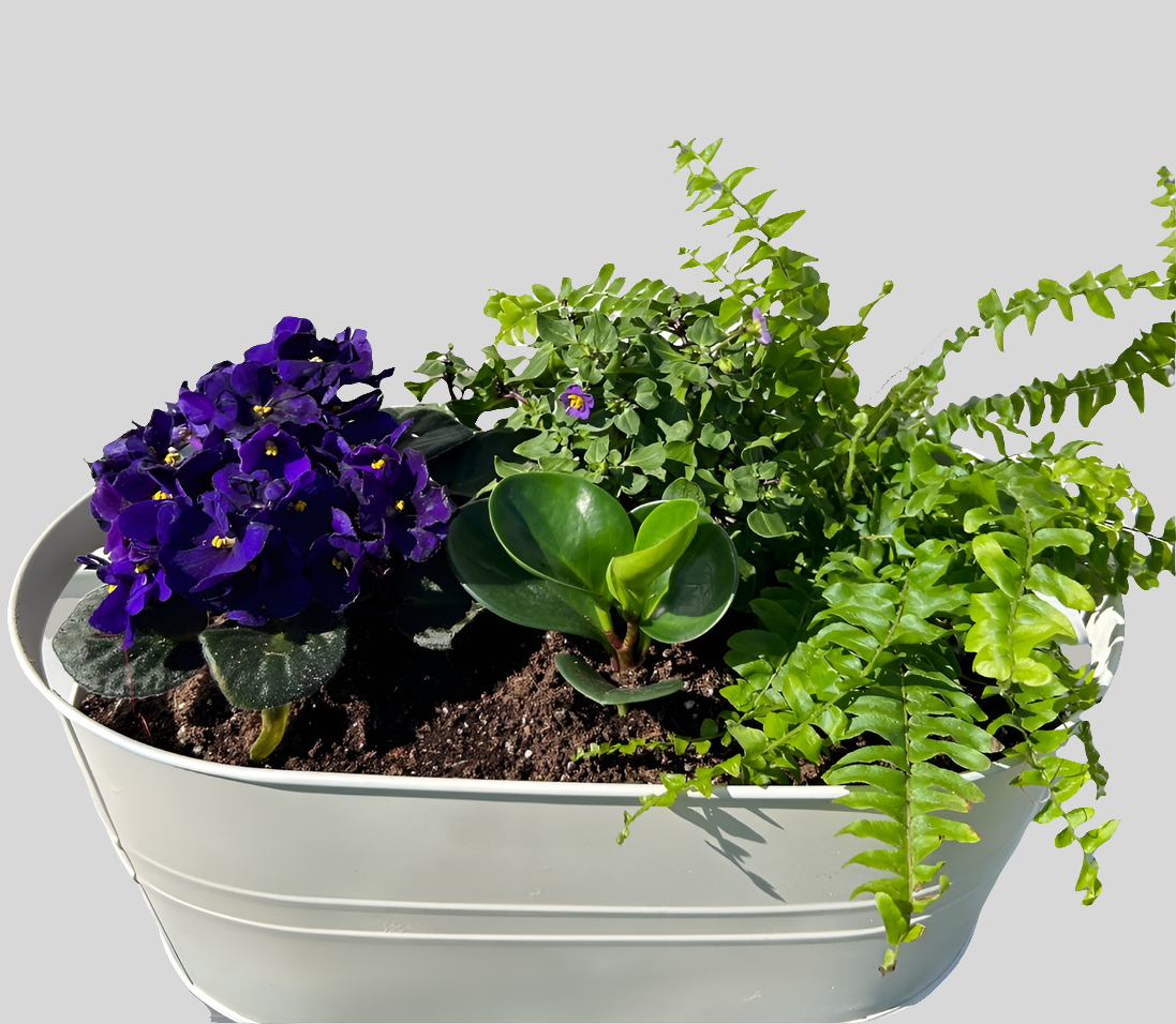 White Purple Planter