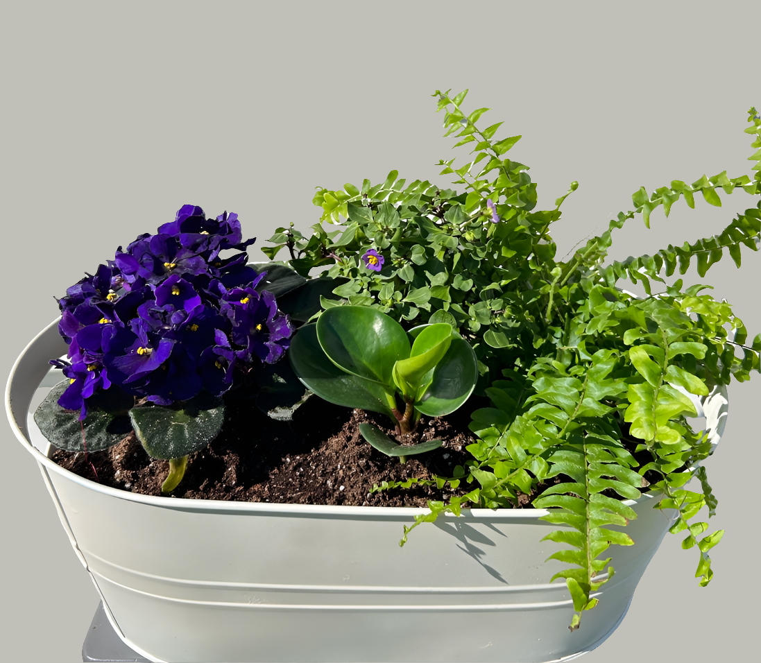 White Purple Planter