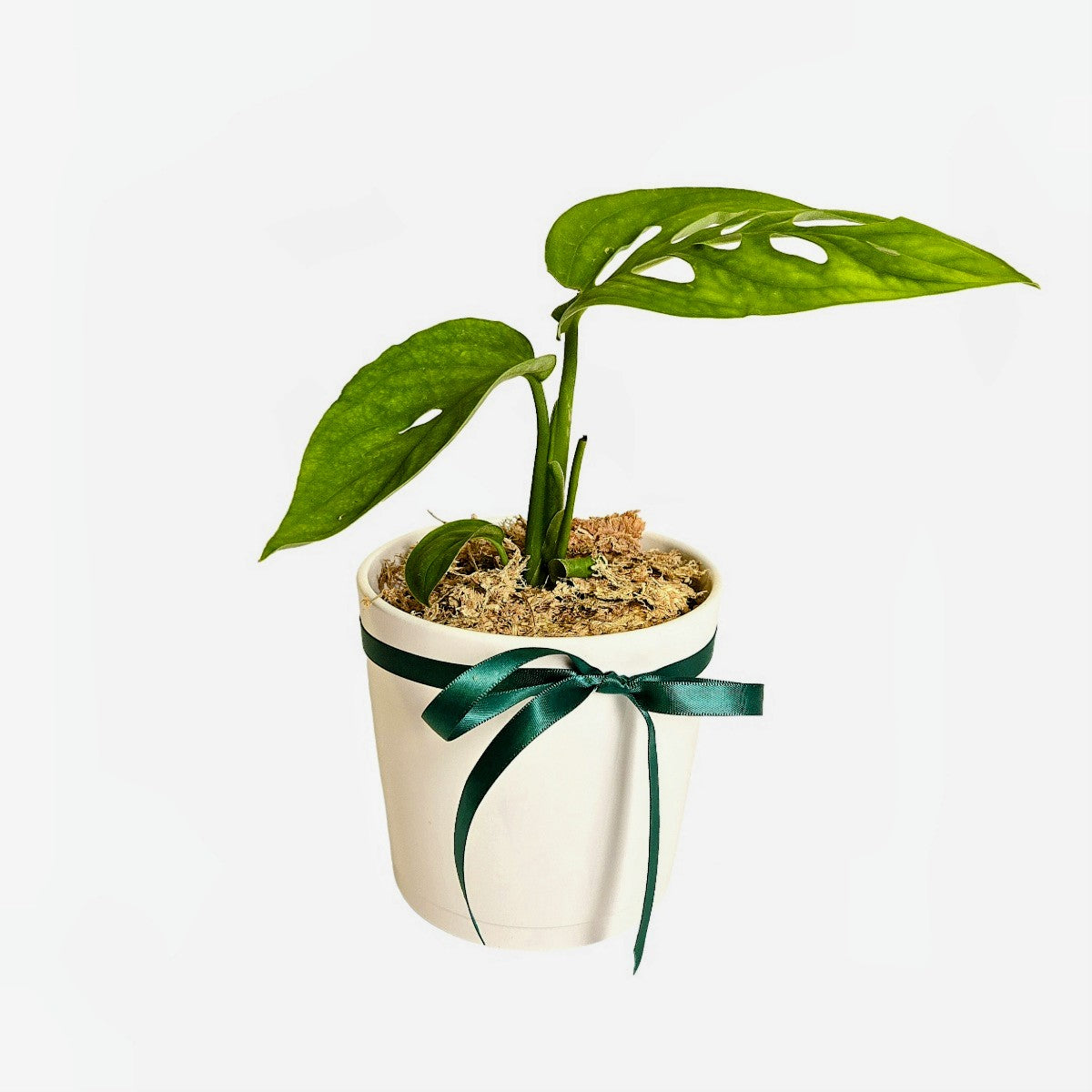 Monstera Potted Plant Gift Delivery Chilliwack