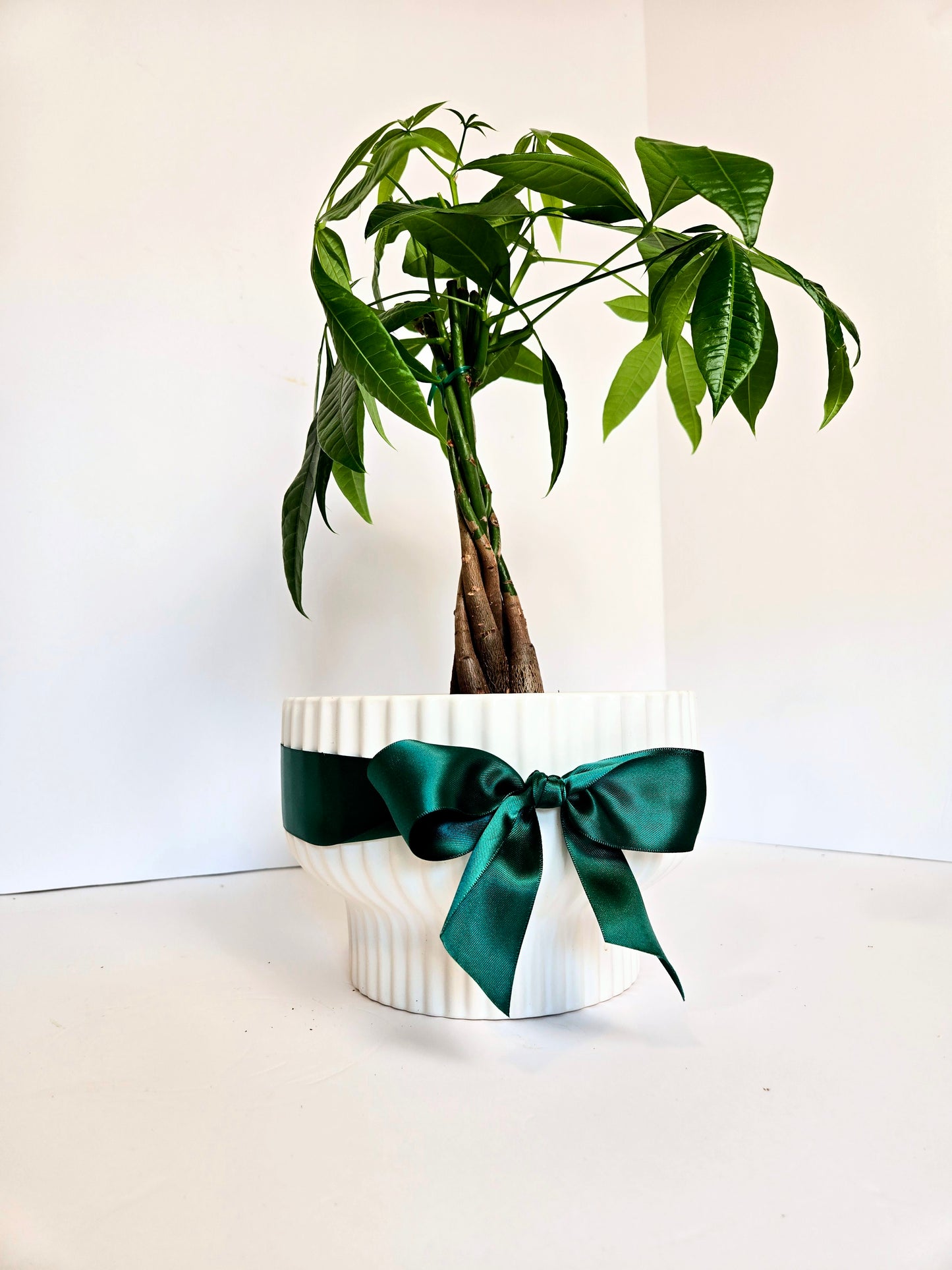 Money Tree Plant in White Ceramic Planter 🪴Chilliwack Gift Delivery