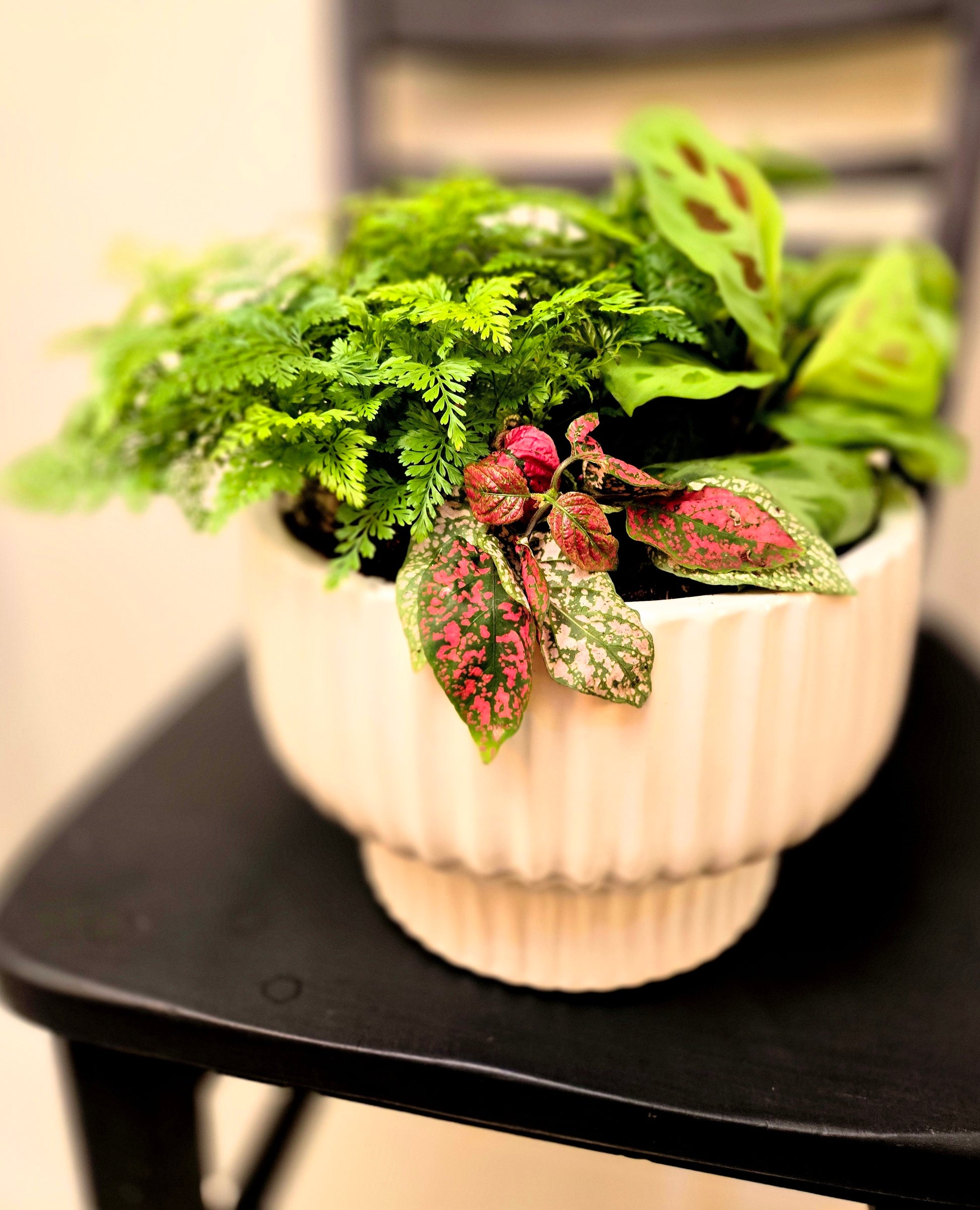 Potted plant with green and red leaves on a black surface chilliwack local delivery