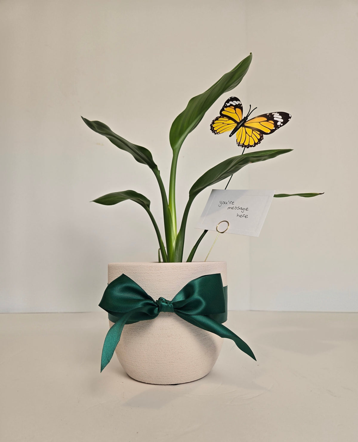 White Planter Birds of Paradise