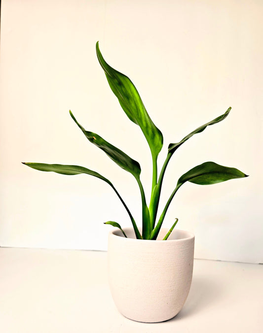 Birds of Paradise White Planter
