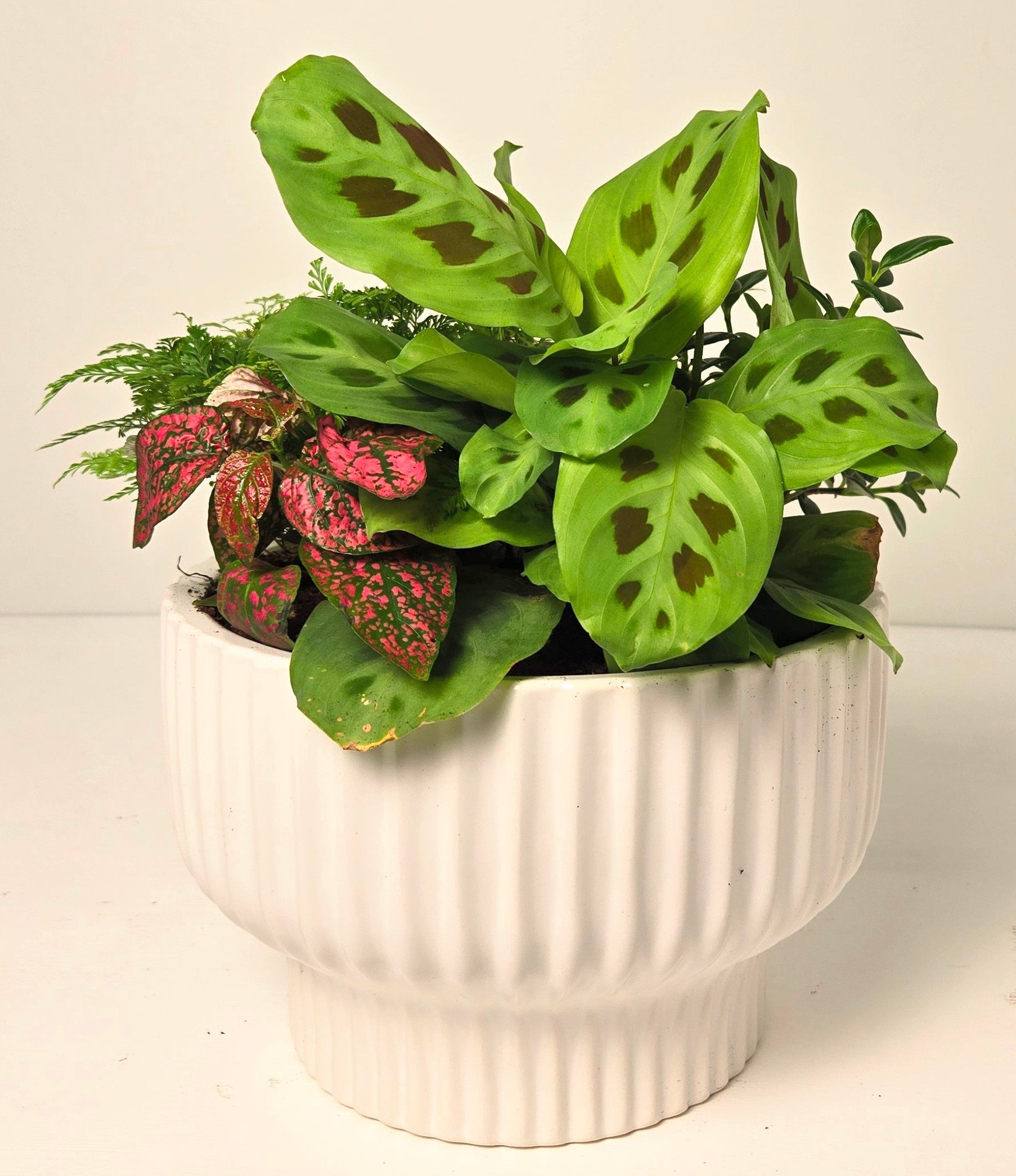 Potted plant with green leaves and red accents in a white pot on a light background chilliwack florist