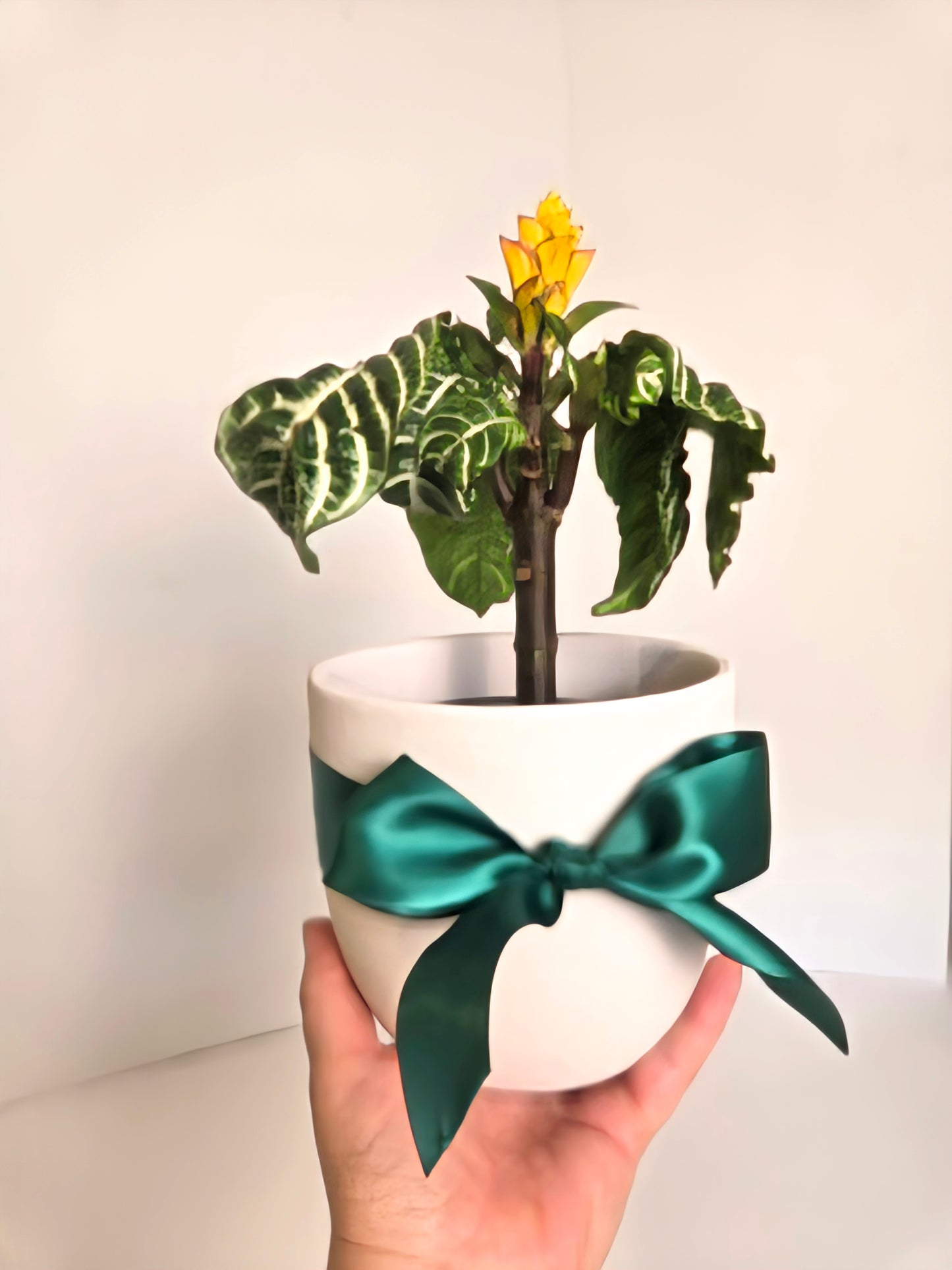 Zebra Plant in White Ceramic Planter. Gift Delivery Chilliwack