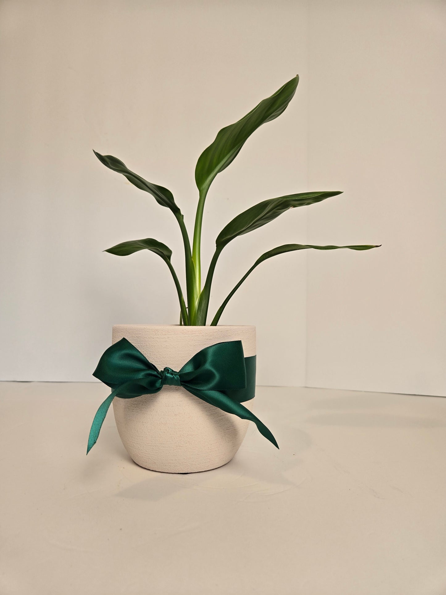 White Planter Birds of Paradise