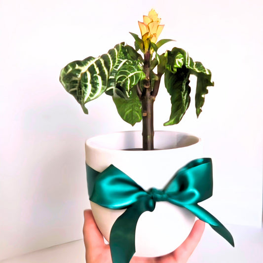 A small potted plant with glossy green leaves and a yellow flower, held in a white ceramic pot tied with a teal satin bow, against a plain white background.
