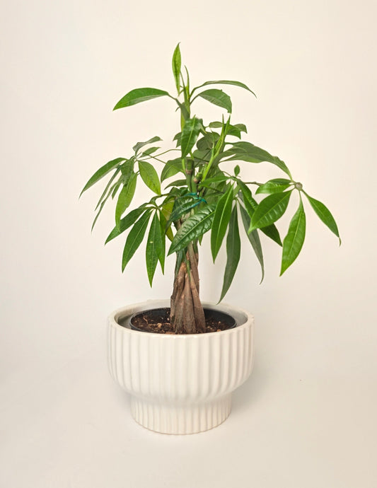 Money Tree Plant in White Ceramic Planter 🪴Chilliwack Gift Delivery