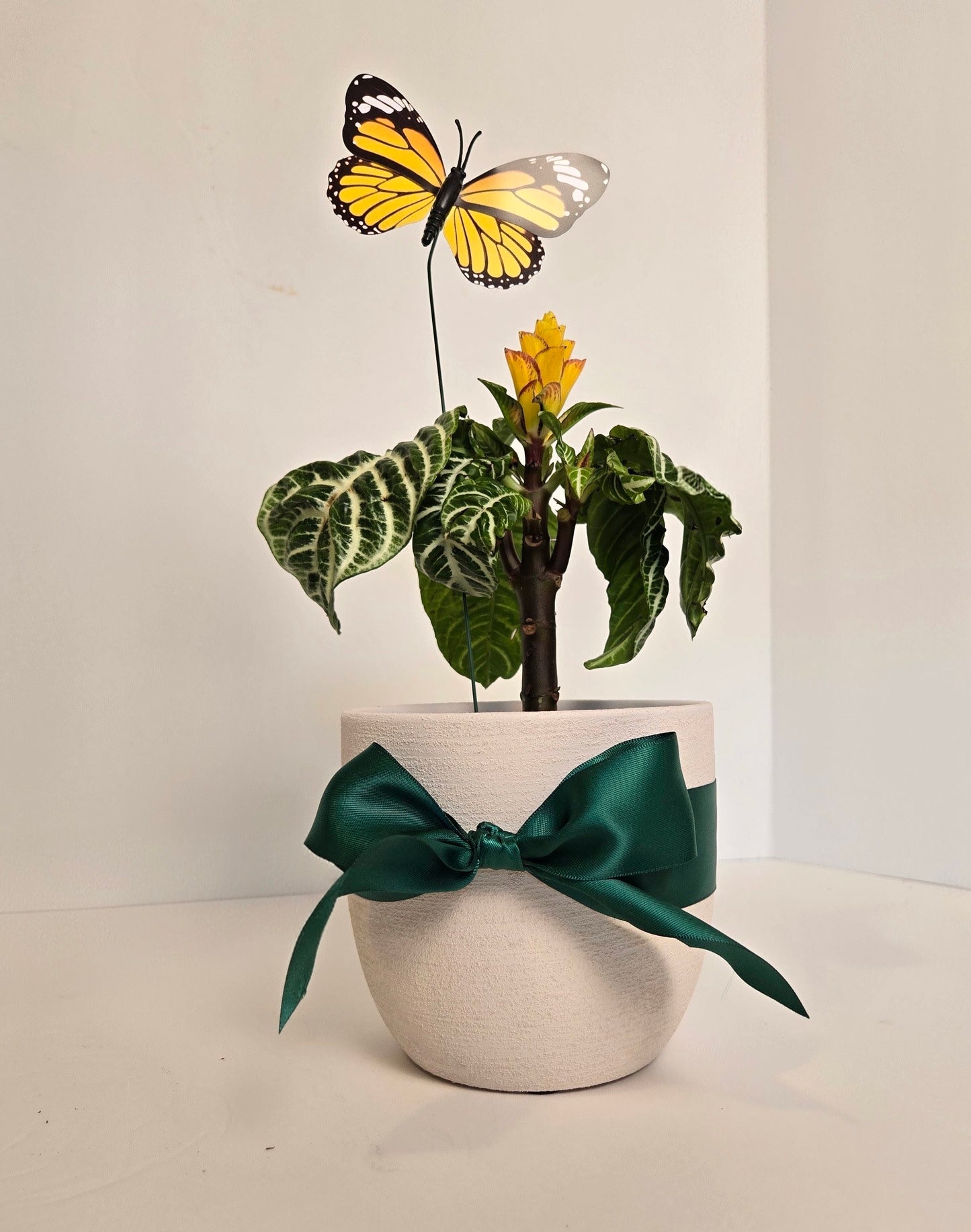 Zebra Plant in White Ceramic Planter. Gift Delivery Chilliwack
